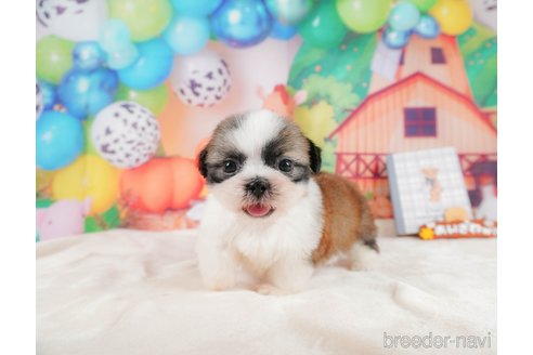 成約済の静岡県のシーズー-323583の4枚目