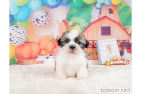 成約済の静岡県のシーズー-323583の5枚目