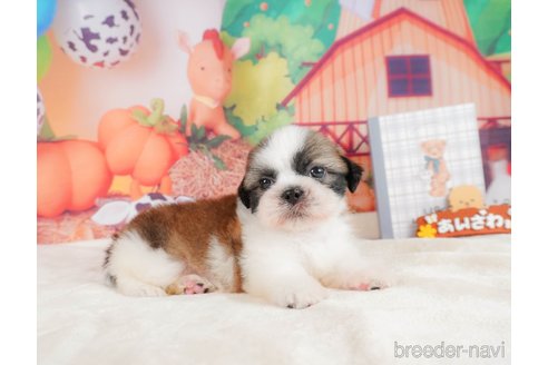 成約済の静岡県のシーズー-323583の3枚目