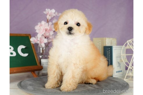 栃木県のトイプードル｜男の子・2024/05/23生まれ・クリーム（子犬ID  