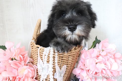 成約済の三重県のミニチュアシュナウザー-317650の6枚目