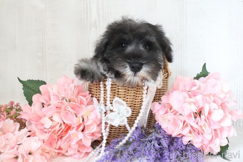 成約済の三重県のミニチュアシュナウザー-317650の8枚目