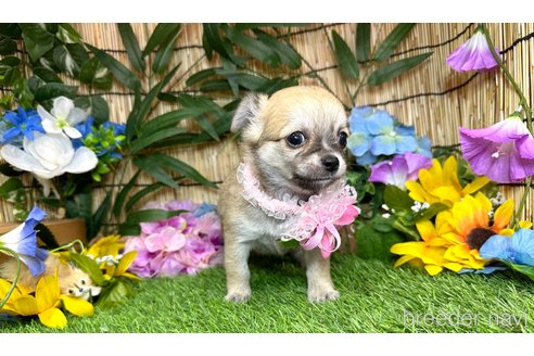 成約済の愛知県のチワワ(ロングコート)-317515の2枚目