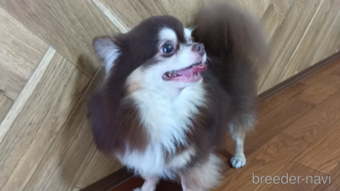 ちょこ丸くん1枚目