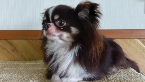 アポロくん1枚目