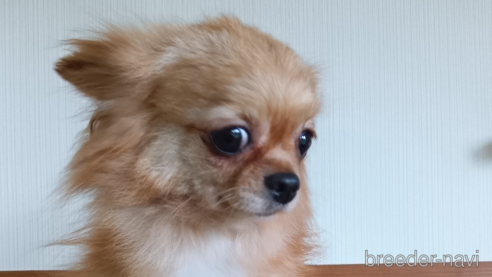 プリンちゃん1枚目