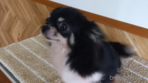 ルナちゃん1枚目