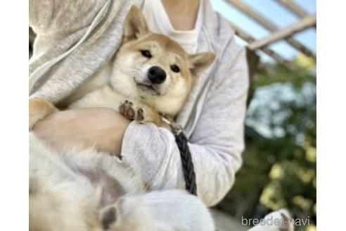 小夏ちゃん1枚目