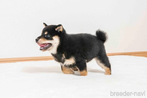成約済の大分県の豆柴-323639の4枚目