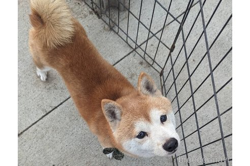 もち吉くん1枚目