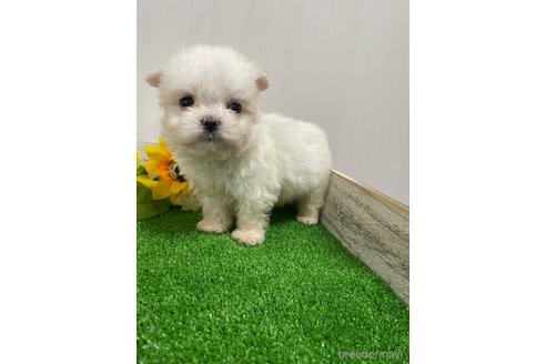 成約済の滋賀県のマルチーズ-319557の25枚目