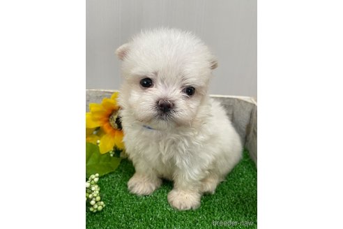 成約済の滋賀県のマルチーズ-319557の23枚目