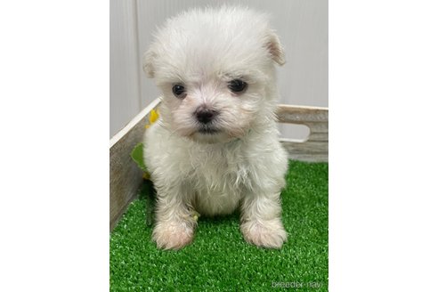 成約済の滋賀県のマルチーズ-319558の15枚目