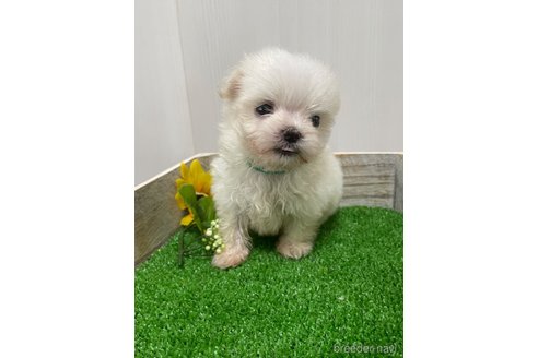 成約済の滋賀県のマルチーズ-319558の14枚目