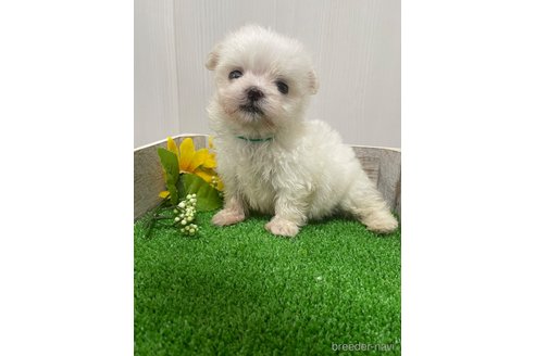 成約済の滋賀県のマルチーズ-319558の13枚目