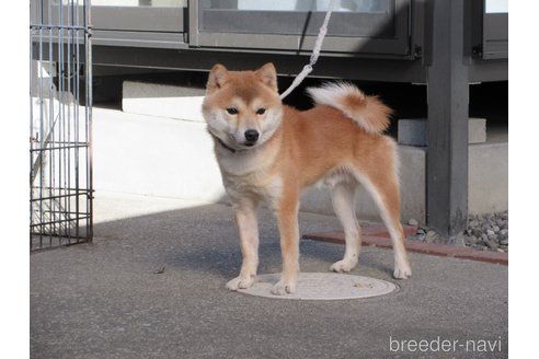 大分ノ華源くん1枚目