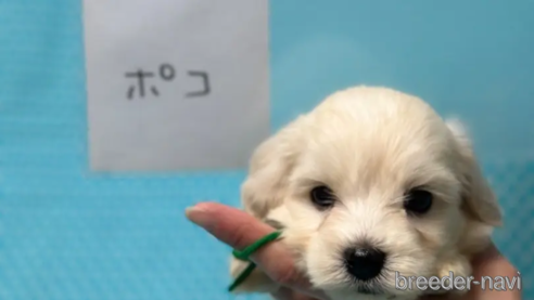 成約済の北海道のミックス犬-311296の2枚目