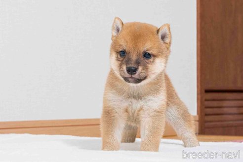 成約済の大分県の豆柴-323670の6枚目