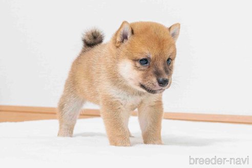 成約済の大分県の豆柴-323670の4枚目