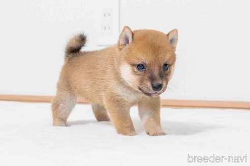 成約済の大分県の豆柴-323670の3枚目