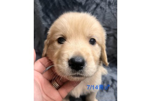 成約済の愛知県のゴールデンレトリーバー-318382の3枚目