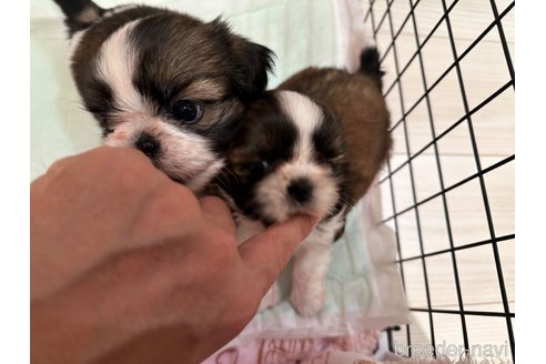 成約済の山形県のシーズー-323156の12枚目