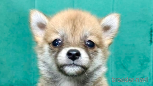 成約済の茨城県のミックス犬-323705の3枚目