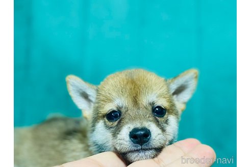 成約済の茨城県のミックス犬-323706の3枚目