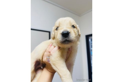 成約済の愛知県のゴールデンレトリーバー-323710の8枚目