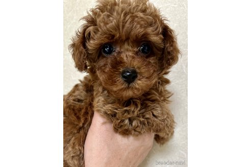 成約済の福岡県のティーカッププードル-320124の17枚目