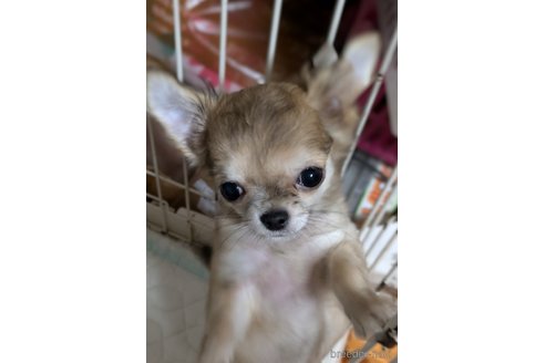成約済の埼玉県のチワワ(ロングコート)-320208の4枚目