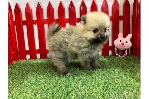 成約済の岐阜県のポメラニアン-321866の4枚目