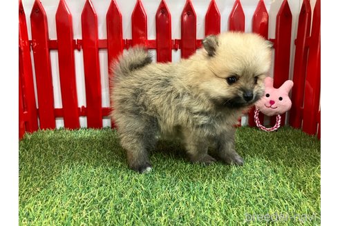 成約済の岐阜県のポメラニアン-321866の2枚目