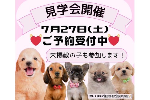 成約済の静岡県のチワプー:チワワ×トイプードル-316676の2枚目