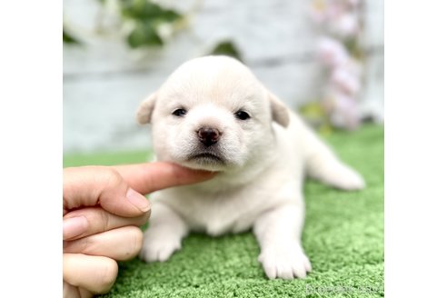 成約済の埼玉県のミックス犬-322869の4枚目