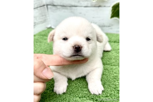 成約済の埼玉県のミックス犬-322869の3枚目