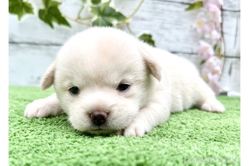 成約済の埼玉県のミックス犬-322869の2枚目