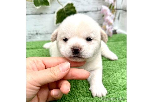 成約済の埼玉県のミックス犬-322869の1枚目