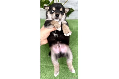 成約済の埼玉県のミックス犬-322871の4枚目