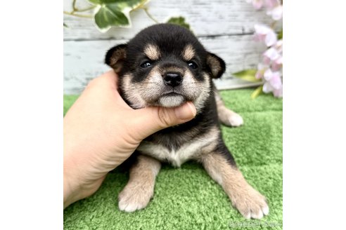 成約済の埼玉県のミックス犬-322871の3枚目