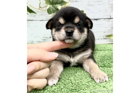 成約済の埼玉県のミックス犬-322871の2枚目