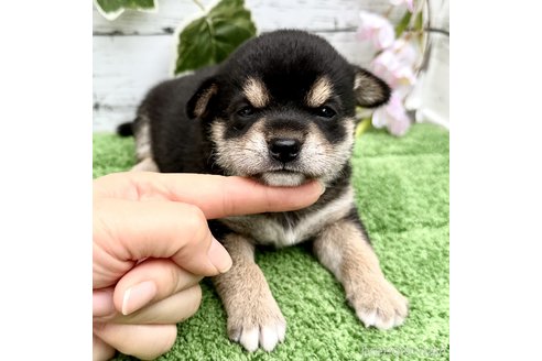 成約済の埼玉県のミックス犬-322871の1枚目