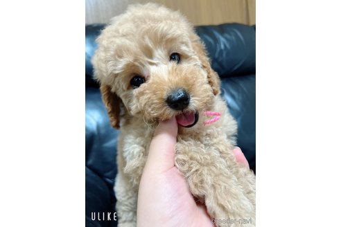 成約済の岐阜県のミニチュアプードル-317201の3枚目