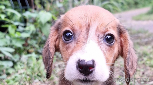 成約済の神奈川県のミックス犬-317452の1枚目