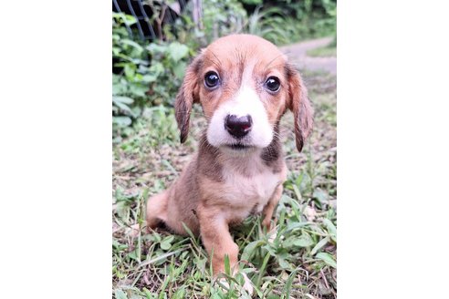 成約済の神奈川県のミックス犬-317452の6枚目