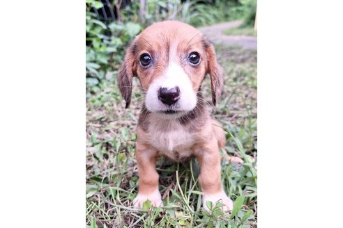 成約済の神奈川県のミックス犬-317452の5枚目