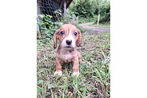 成約済の神奈川県のミックス犬-317452の4枚目