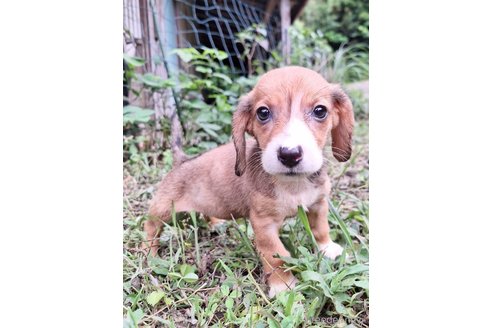 成約済の神奈川県のミックス犬-317452の3枚目