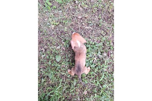 成約済の神奈川県のミックス犬-317452の2枚目