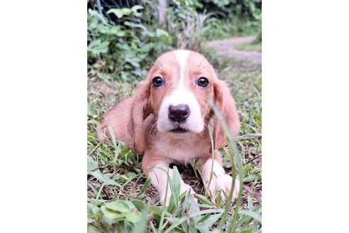 成約済の神奈川県のミックス犬-317454の1枚目